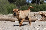 SHAR-PEI 361